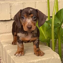 Chocolate And Tan Dapple Female Short Haired - Chocolate and tan female Dachshund puppy in Arcadia, California from Cruz Industries - Dachshund Company & French Bulldog Company