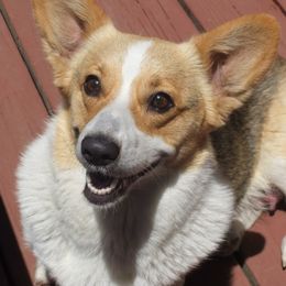 Pembroke Welsh Corgi Puppies from Avalon Farms Pembroke Welsh Corgis