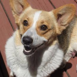 Pembroke Welsh Corgi Puppies from Avalon Farms Pembroke Welsh Corgis