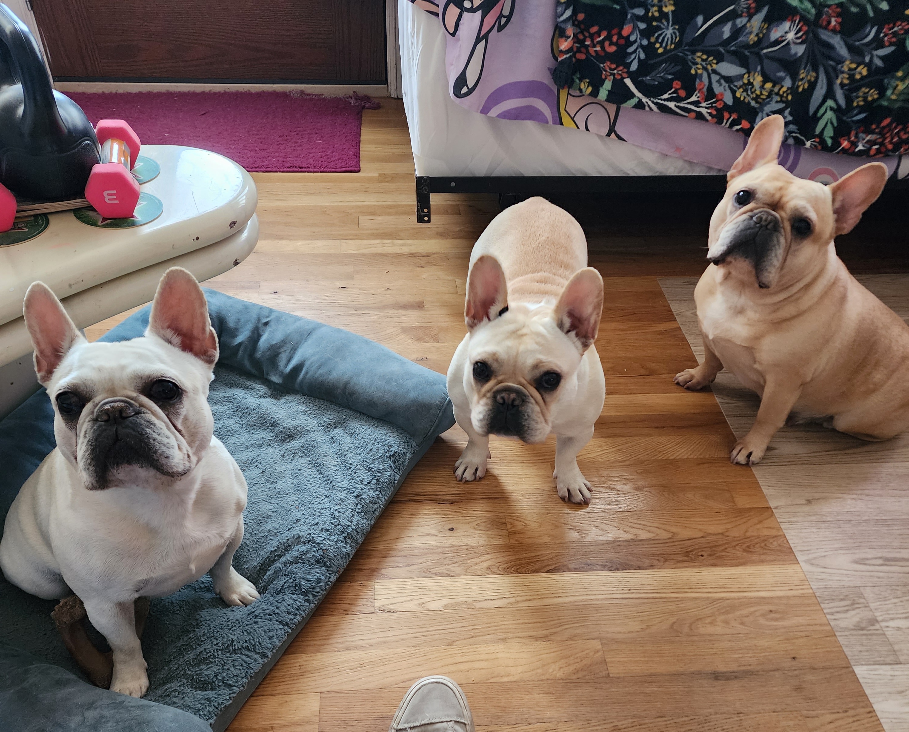 French Bulldog All Grown Up from TOP Bred Frenchies by Jill