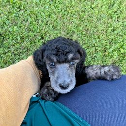 Poodle Puppies from New Hope Standard Poodles