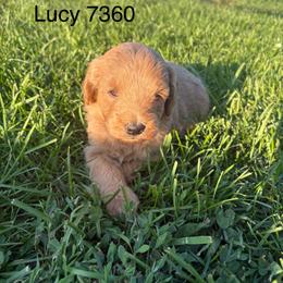 Boy 1 - 7360 - Apricot male Goldendoodle puppy in Wever, Iowa from JK Royal Lines