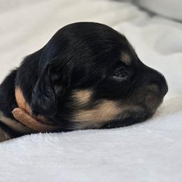 Tan Boy - Black and cream male Dachshund puppy in Parkersburg, West Virginia from Bourbon Barrel Ridge Doxies