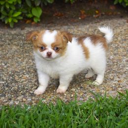 Buggy - Fawn and white male Chihuahua puppy in Gloucester, Virginia from Charlotte's Web of Chihuahuas