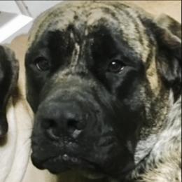 Rosie - Mastiff