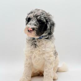 Helmet - Merle male Goldendoodle puppy in Milford, Pennsylvania from Doodles Are Golden