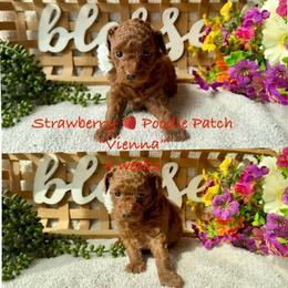 Vienna - Red  female Poodle puppy in Boyes, Montana from Strawberry Poodle Patch