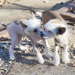 Chihuahua and Chinese Crested Puppies from Western Kentucky Chihuahua’s and Chinese Crested’s