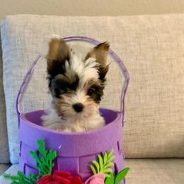 Boy 1 - Charting to be about 4lbs - Black tan and white male Biewer Terrier puppy in Litchfield Park, Arizona from Phoenix Golden Retriever & Biewer Terriers