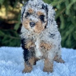 Bernedoodle and Goldendoodle Puppies from Farmland Doodles