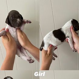German Shorthaired Pointer Puppies from Lusk Puppies