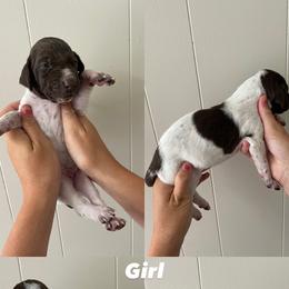 German Shorthaired Pointer Puppies from Lusk Puppies