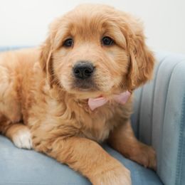 Golden Retriever, Miniature American Shepherd, and Siberian Husky Puppies from HuskiesAndGoldensWithFinesse