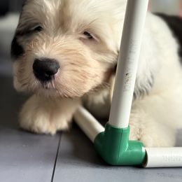 Dunkel - Gray and white male Old English Sheepdog puppy in Fairfield, California from Cotufas