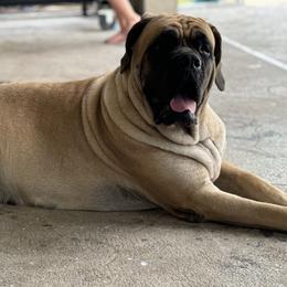 Athena - Mastiff