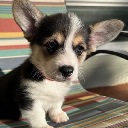 Miss willow red collar - White and black female Pembroke Welsh Corgi puppy in Coeur D'alene, Idaho from Esther's Pembroke Welsh Corgis