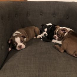 Boston Terrier Puppies from Saltese Acres Boston Terriers