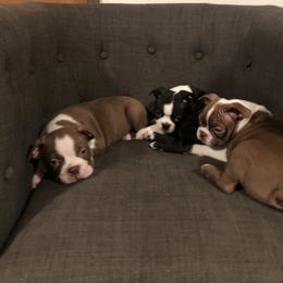 Boston Terrier Puppies from Saltese Acres Boston Terriers