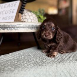 Walker - Chocolate male Dachshund puppy in New Albany, Mississippi from Double A. Doxies