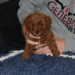 Cavapoo, Poodle, and Springerdoodle Puppies from Sugarland Puppies