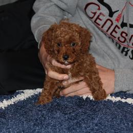 Cavapoo, Poodle, and Springerdoodle Puppies from Sugarland Puppies