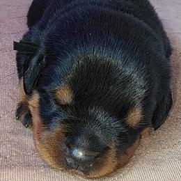 Rottweiler Puppies from Pearce Rottweilers
