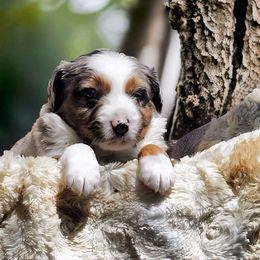 Larry (cucumber) - Blue merle Miniature Australian Shepherd puppy in Viking, Minnesota from Son Shine Farm
