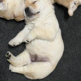 Girl 3 - Yellow female Labrador Retriever puppy in Strafford, New Hampshire from Alley Rock Labradors, LLC