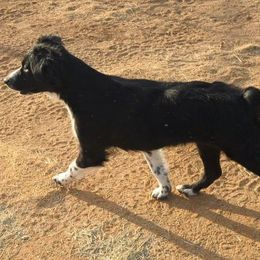 Ellie May - Australian Shepherd