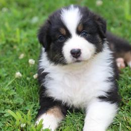 Jade - Black tri-color female Australian Shepherd puppy in Bagley, Iowa from Diamond M Aussies