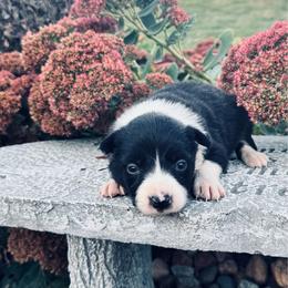 Girl 1 - black-white - Black and white female Border Collie puppy in Minden, Iowa from Rocking N Registered Border Collies & Labradors