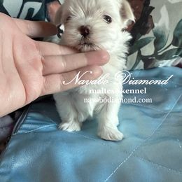 Boy 3 - White male Maltese puppy in Snowville, Utah from Navabo Diamond