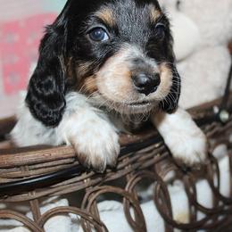 Boy 3 - Black and tan male Dachshund puppy in Craig, Colorado from Rocky Mountain Shih Tzus and Dry Creek Miniature Dachshunds