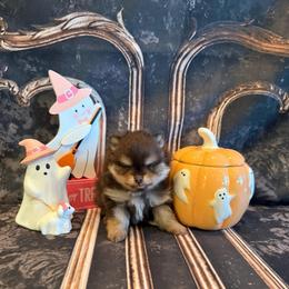 Maple - Chocolate and tan female Pomeranian puppy in Success, Missouri from Sweet Success