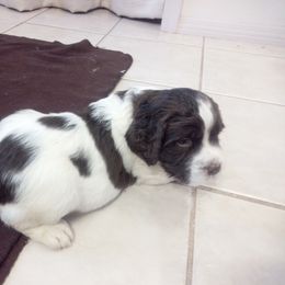 English Springer Spaniel Puppies from Leandra's English Springer Spaniels