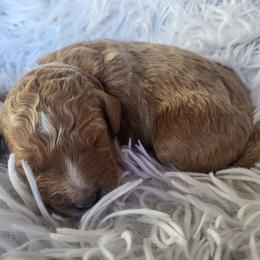 Pink - Collar - Red  female Goldendoodle puppy in Fairmont, West Virginia from Mountainside Doodles, LLC