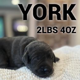 York - Charcoal male Dilute Retriever puppy in Puyallup, Washington from 12 Door Farm Labradors