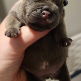 French Bulldog Puppies from Smith's Small Town Frenchies