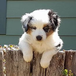 Miniature American Shepherds from Darling Aussies