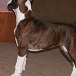 Boxers from Timberstone Boxers