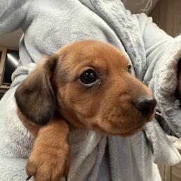 Crumpet - Wild  boar and tan male Dachshund puppy in St Johns, Arizona from Glamorous Doxies