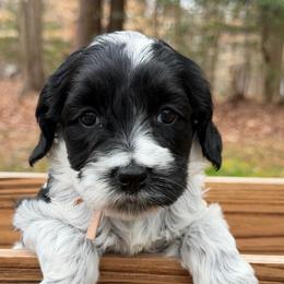 Rose ( Pink Collar) - Black and chalk female Australian Labradoodle puppy in Mount Gilead, North Carolina from Tillery Labradoodles