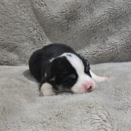 Orange Collar Male - Black and tan male Pembroke Welsh Corgi puppy in Tenino, Washington from LoneStar Corgis NW