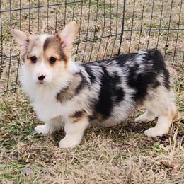 Pepsi - Blue merle and white male American Corgi puppy in Dunbar, Nebraska from Vintage Corgis