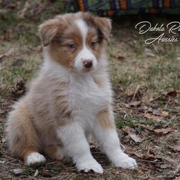 Bacon - Red merle male Australian Shepherd puppy in Burbank, South Dakota from Dakota Rose Aussies