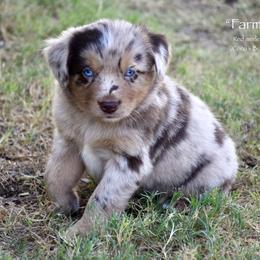 Farmall - Red merle male Miniature Australian Shepherd puppy in Evant, Texas from Lazy VT Bar Ranch