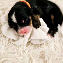 Bernedoodle Puppies from Daisy's Doodles