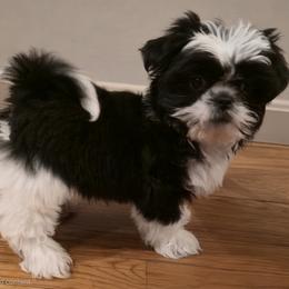 Polo - Black and white male Shih Tzu puppy in Providence, Rhode Island from All4Paws