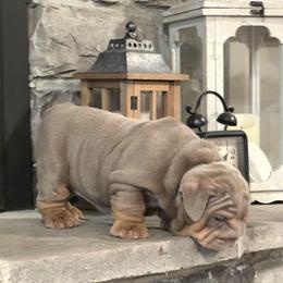 Bulldog Puppies from BangerBullz