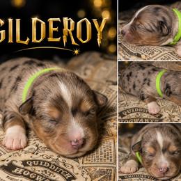 Gilderoy - Blue merle male Australian Shepherd puppy in Evart, Michigan from Torry's Full Draw Aussie’s